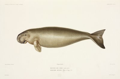 Halicore dugong de John Pardon
