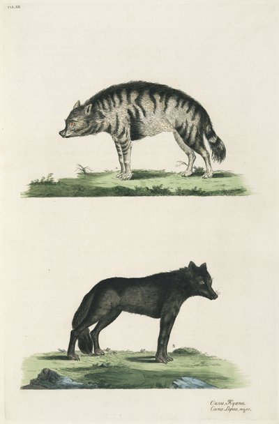 Hiena e lobo de John Pardon