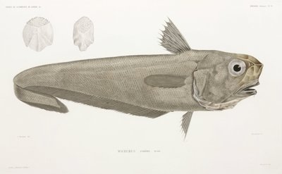 Faca de peixe de John Pardon