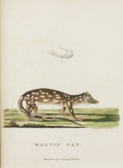 Martin Cat