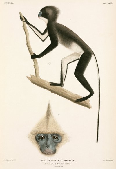 Macacos, Sumatra, Indonésia de John Pardon