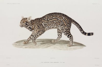 Ocelot, EUA de John Pardon
