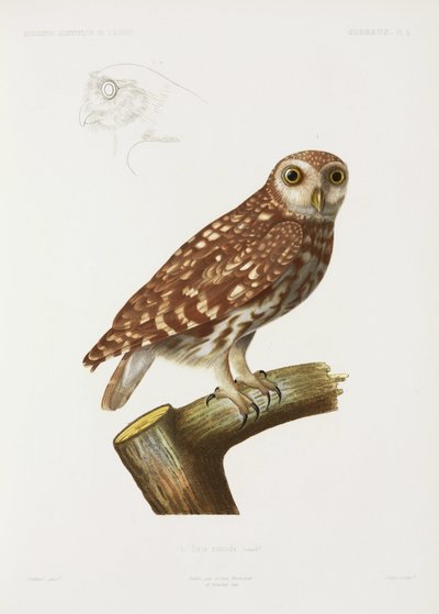 Coruja, Argélia de John Pardon