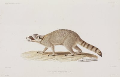 Raccoon, EUA de John Pardon