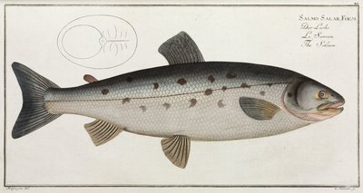 O Salmão de John Pardon