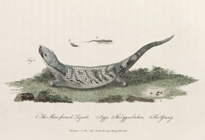 O "Lagarto Formado em Pele". de John Pardon