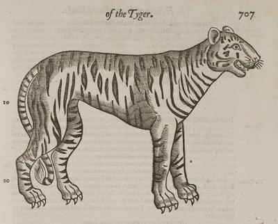 O Tigre de John Pardon