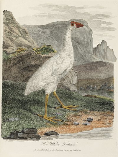 O Fulica Branco de John Pardon