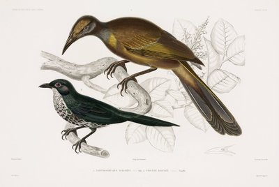 Dois tipos de pássaros de John Pardon