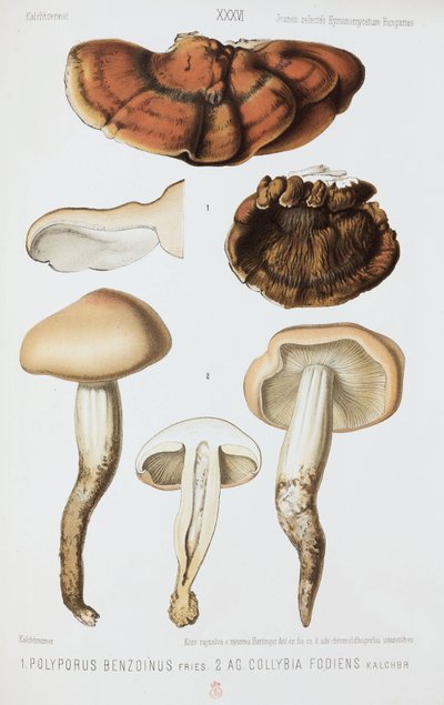 Dois tipos de cogumelos, c 1874 de John Pardon