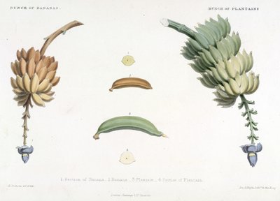 Bando de bananas e plátanos, ilustração de 