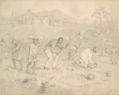 Plantação da cana de açúcar (Trinidad) de Richard Bridgens