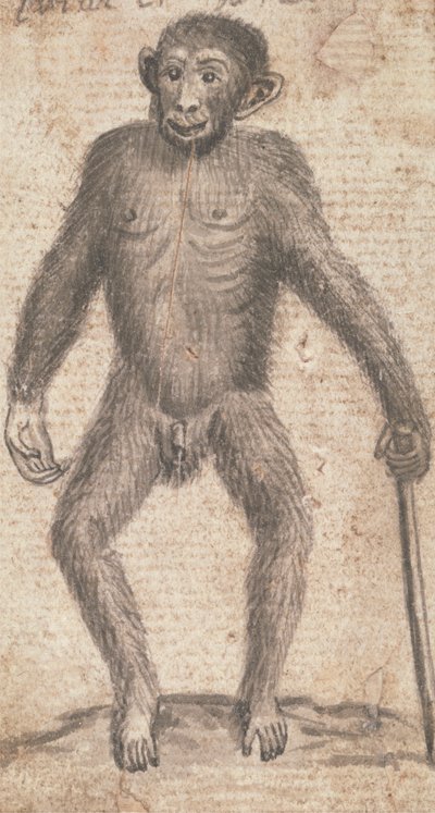 Macacos (um de três em um monte) de Richard Brookes