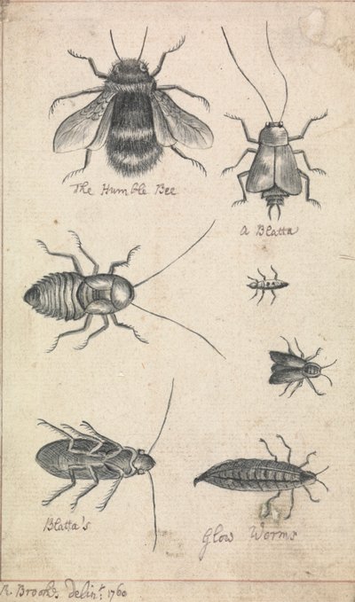 A humilde abelha e os insectos de Richard Brookes