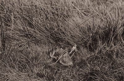 Snipes cobrindo jovens (foto p/b) de Richard and Cherry Kearton