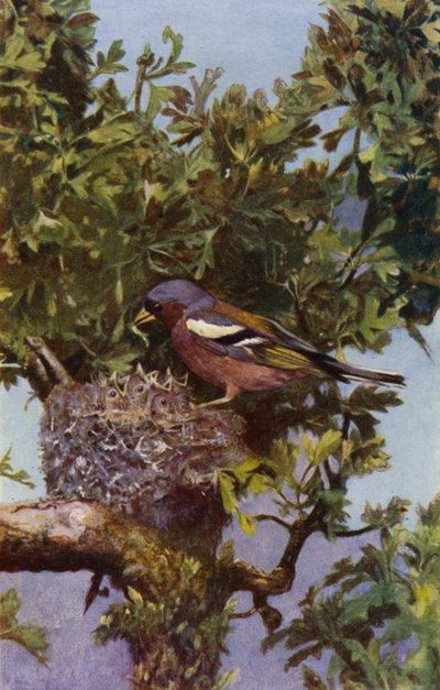 Tentilhão no ninho (foto) de Richard and Cherry Kearton