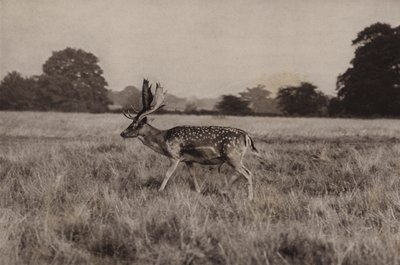 Gamo (foto p/b) de Richard and Cherry Kearton