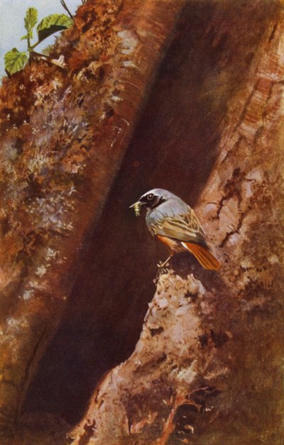 Redstart masculino (foto) de Richard and Cherry Kearton