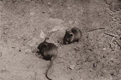 Ratos ao jantar (foto a p/b) de Richard and Cherry Kearton