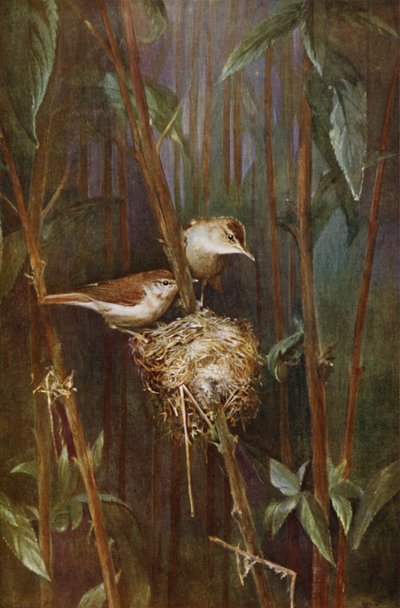 Toutinegras de junco (foto) de Richard and Cherry Kearton
