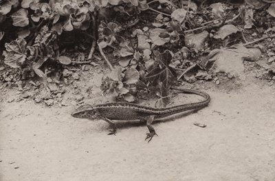 Lagarto de areia (foto a p/b) de Richard and Cherry Kearton