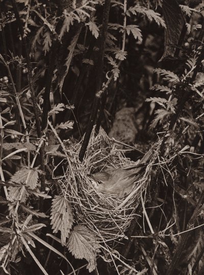 O pântano (foto a p/b) de Richard and Cherry Kearton