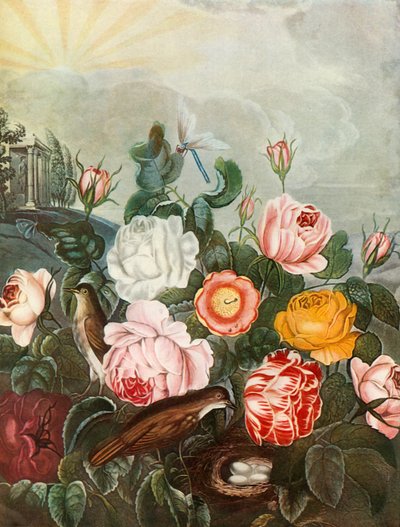 Rosas, c1805, 1948. de Richard Earlom