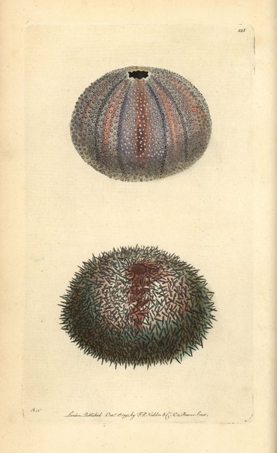 Ouriço-do-mar comestível, Echinus esculentus, de George Shaw e Frederick Nodder 