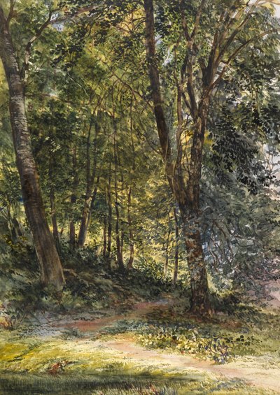 Sun Dappled Woods, Surrey (aquarela e cores corporais) de Richard Redgrave