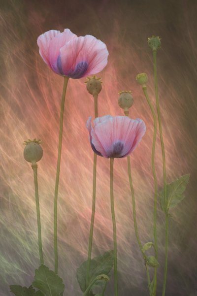 Papoilas cor-de-rosa de sonho de Richard Urbanski