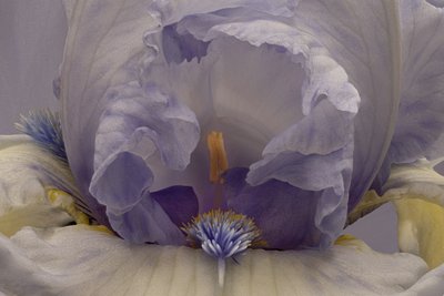 Íris Lavanda Suave de Richard Urbanski