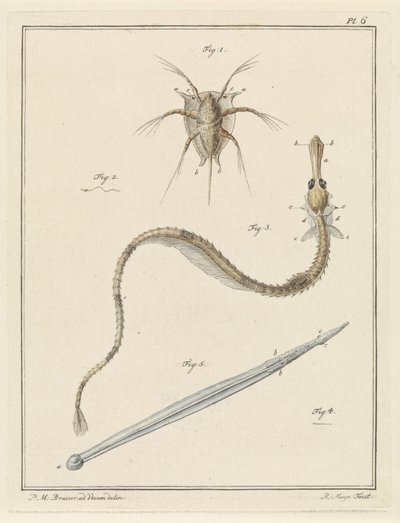 Espécies comuns de cracas, peixes-cachimbo e vermes-flecha de Robbert Muys