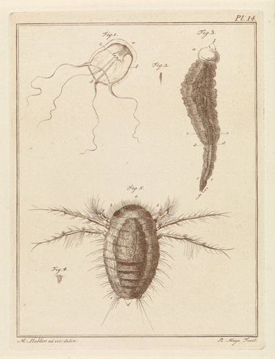 Várias criaturas marinhas de Robbert Muys