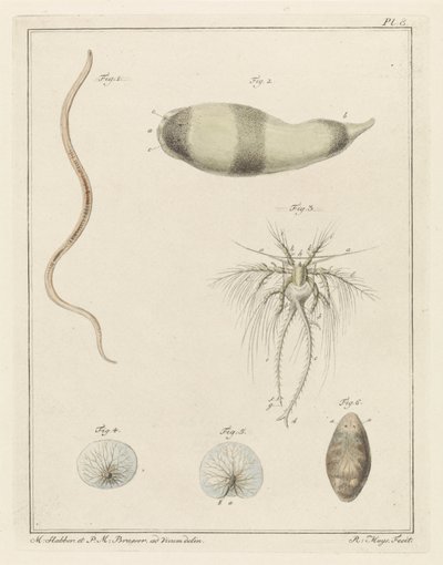 Várias criaturas marinhas de Robbert Muys