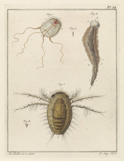 Várias criaturas marinhas de Robbert Muys