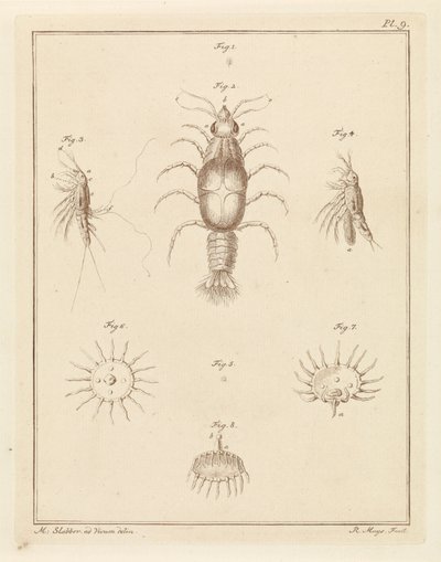 Várias criaturas marinhas de Robbert Muys