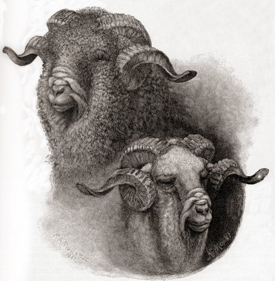Chefe de ram Merino comparado antes e depois de cisalhamento, de The Century Illustrated Monthly Magazine, publicado em 1884 de Robert Antoine Muller