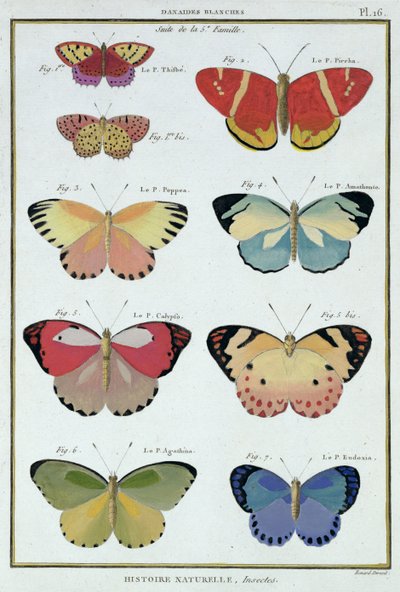 Borboletas da "História Natural dos Insetos" por M. Olivier de Robert Benard