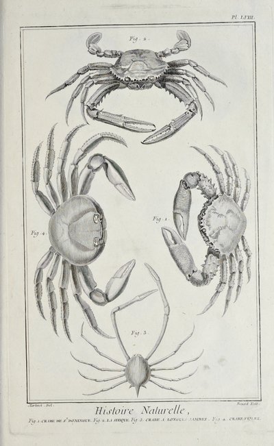 Caranguejo, ilustração de 