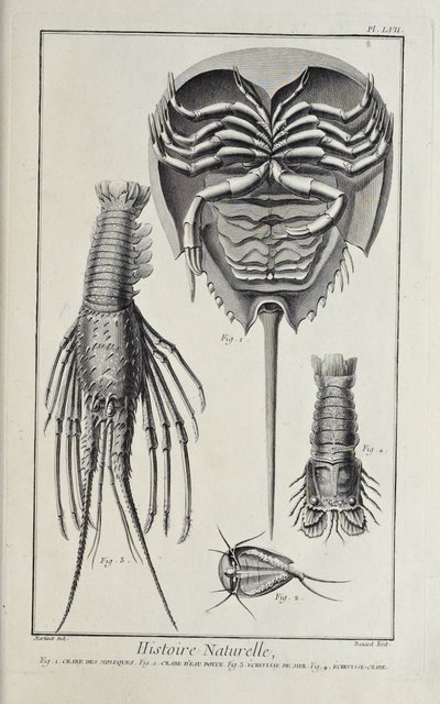 Crustáceos, ilustração de 