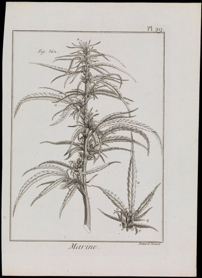 Diagrama marinho de flores, c.1810 (gravura e água-forte) de Robert Benard