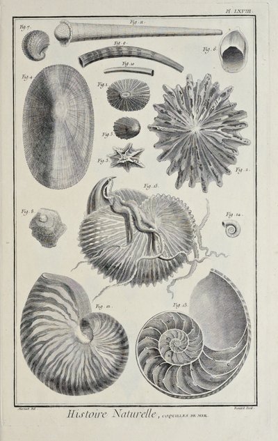 Conchas do mar, ilustração de 