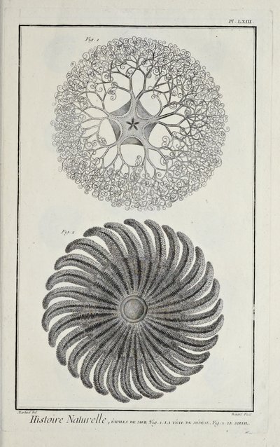 Estrelas do mar, ilustração de 