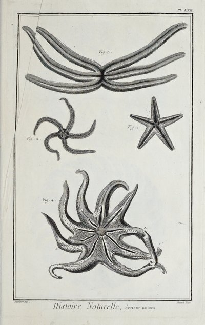 Estrelas do mar, ilustração de 