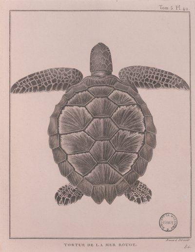 Tartaruga do Mar Vermelho, ilustração de 