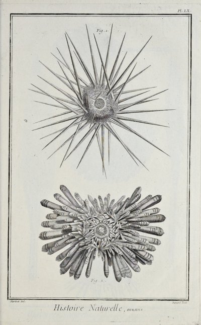 Urchins, ilustração de 