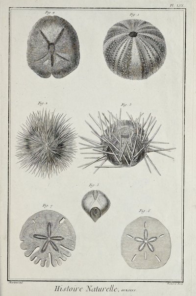 Urchins, ilustração de 
