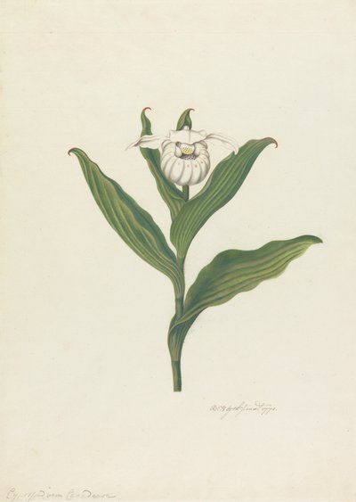 Chinelo de Senhora (Cypripedium Canadense, Calceolus Maria) de Robert Blyth