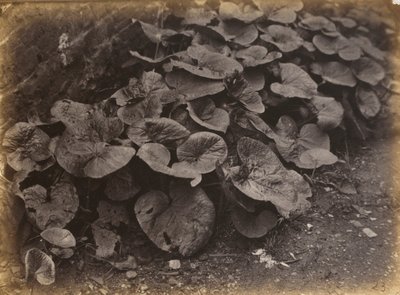 Estudo de plantas, década de 1860 (foto) de Robert Burrows