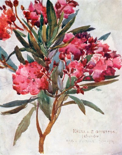 Estudo de uma flor de oleandro cor-de-rosa, a "Mazza di San Guiseppe" (litografia a cores) de Robert Charles Goff